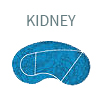 Kidney shape Swimmimg Pool and Water Park Design